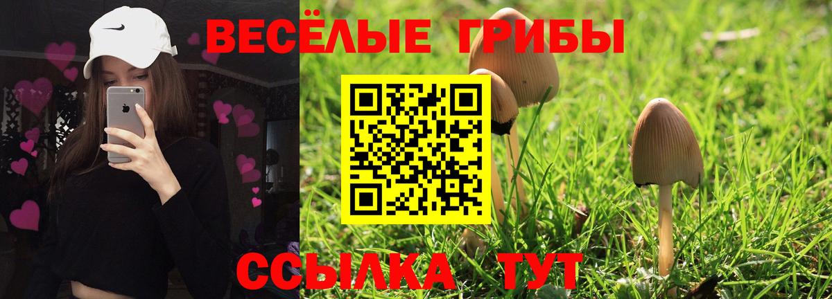 Псилоцибиновые грибы Cubensis Сальск